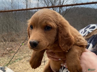 Mixed Breed dogs Willy - Ad 36