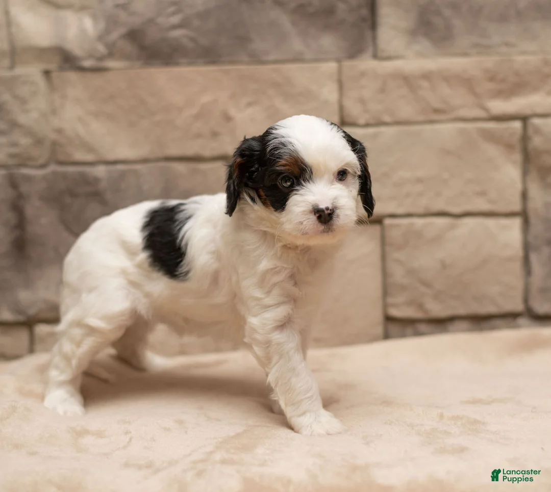 Cavapoo dogs for sale: Mocha  - Ad 14