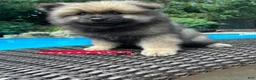Keeshond dogs for sale: Willow  - Ad 1