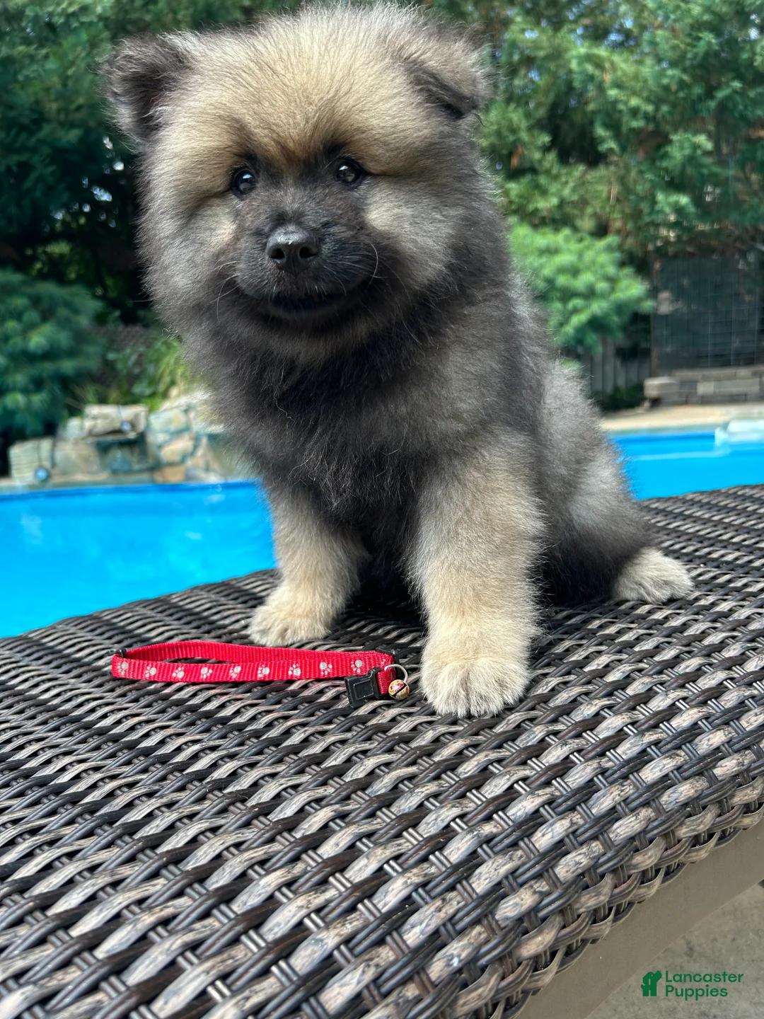Keeshond dogs for sale: Willow  - Ad 1