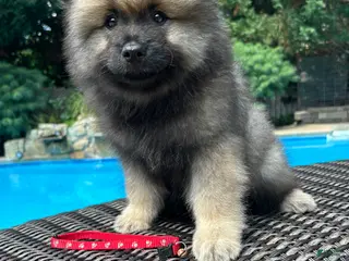 Keeshond dogs Willow - Ad 1