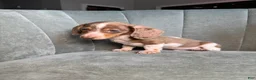 Dachshund dogs for sale: Eeyore - Ad 6