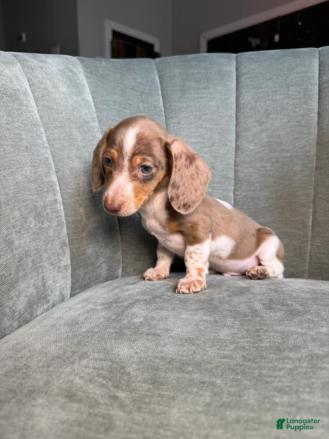 Dachshund dogs for sale: Eeyore - Ad 6