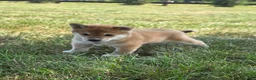 Shiba Inu dogs for sale: Freedom - Ad 5