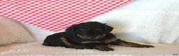 Cavapoo dogs for sale: Alice - Ad 4