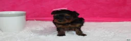 Yorkiepoo dogs for sale: Ella  - Ad 8