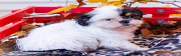 Shih Tzu dogs for sale: Lanceton - Ad 7