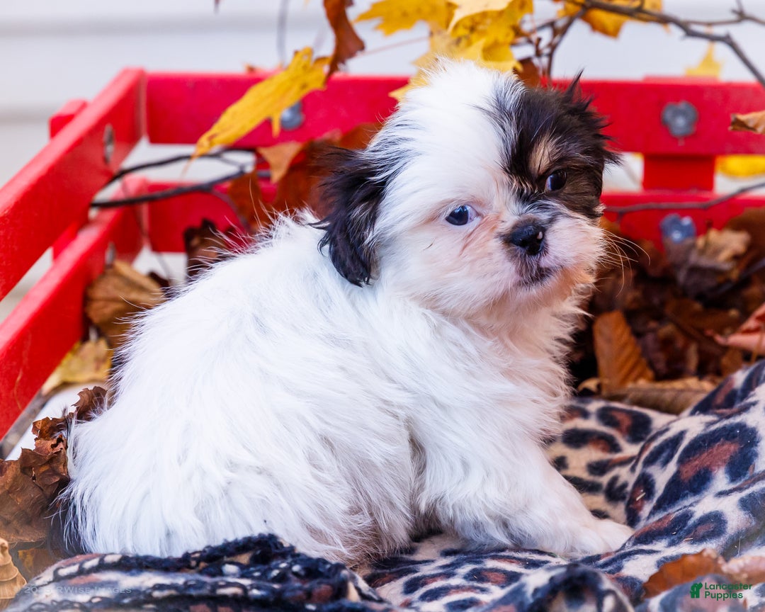 Shih Tzu dogs for sale: Lanceton - Ad 7
