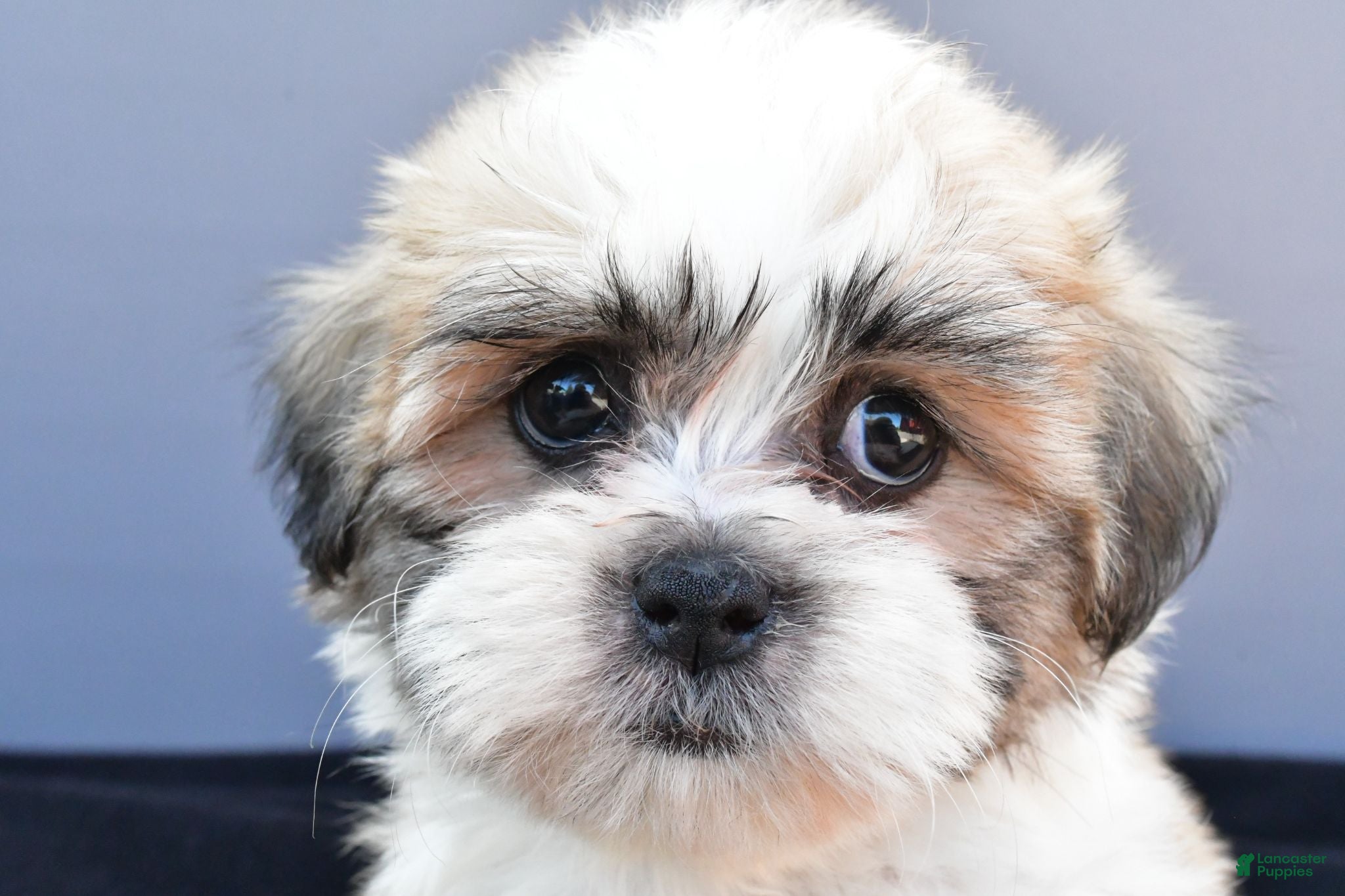 Teddy Bear dogs Tate - Ad 1