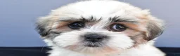 Teddy Bear dogs for sale: Tate - Ad 1