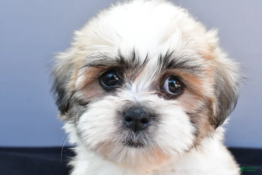 Teddy Bear dogs for sale: Tate - Ad 1