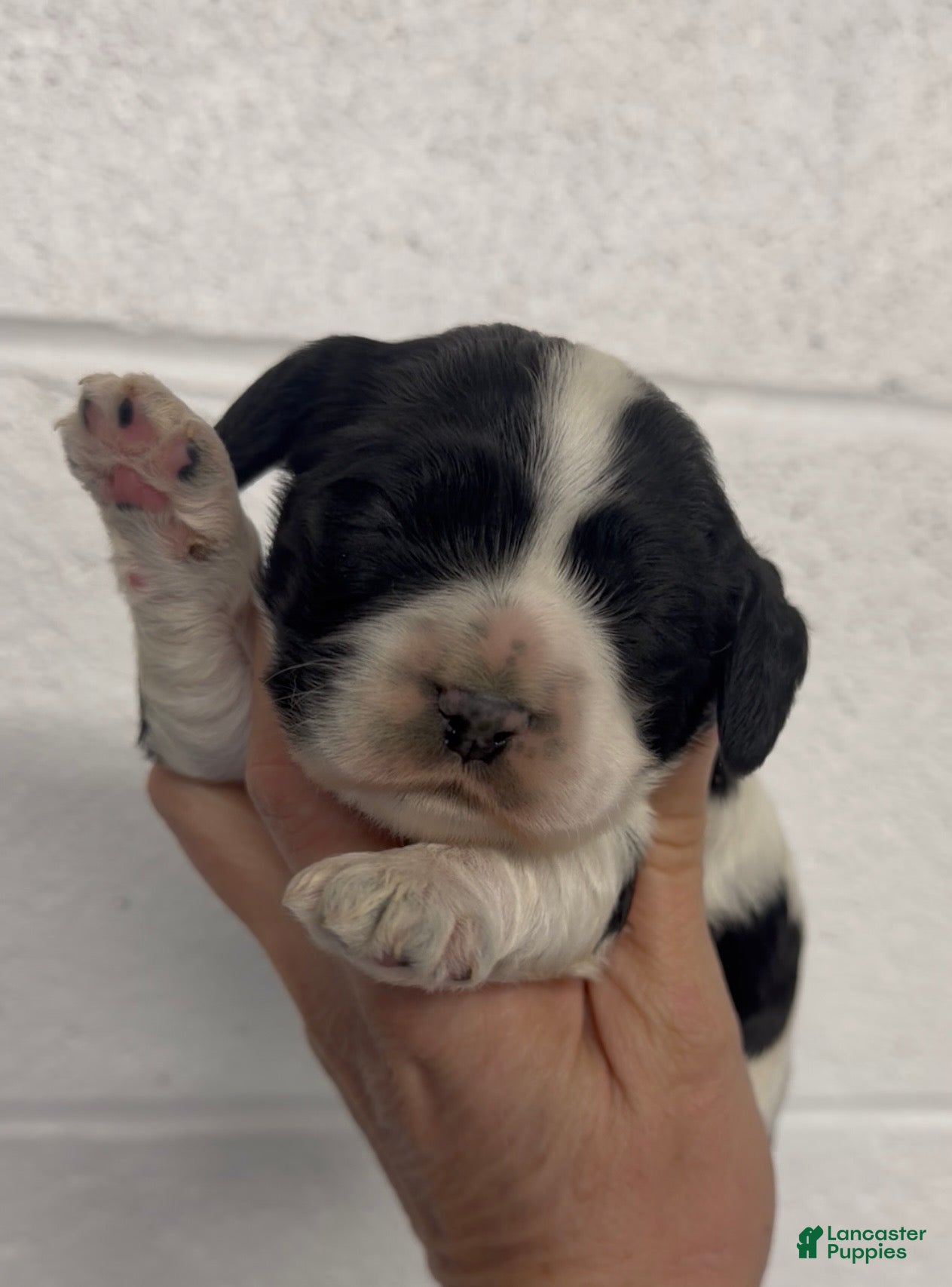 Cocker Spaniel dogs Cocker Spaniel Puppy 3 - Ad 34