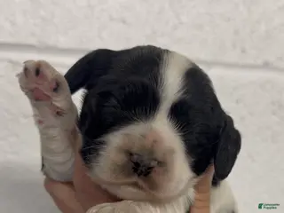 Cocker Spaniel dogs Cocker Spaniel Puppy 3 - Ad 34