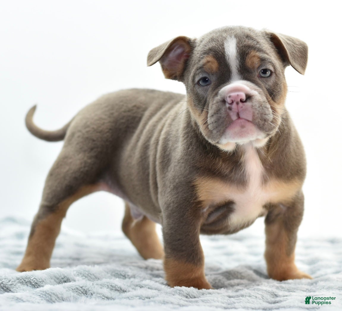Mixed Breed dogs Kong bully hybrid  - Ad 31