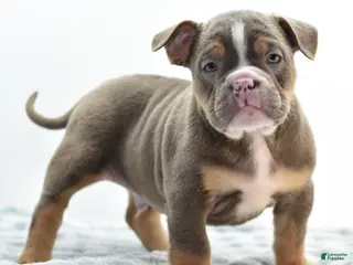Mixed Breed dogs Kong bully hybrid - Ad 31