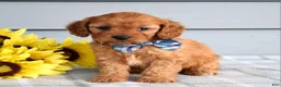Cavapoo dogs for sale: Cleo - Ad 5