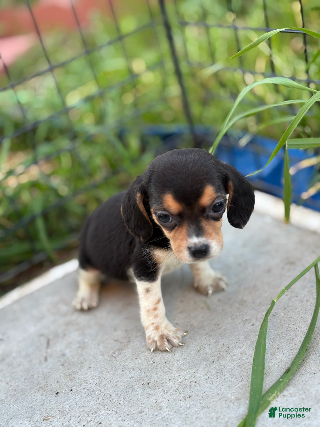 Beagle dogs for sale: August - Ad 7