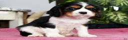 Cavalier King Charles Spaniel dogs for sale: Sparky - Ad 3