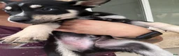 Pitsky dogs for sale: Pitsky 5 - Ad 2