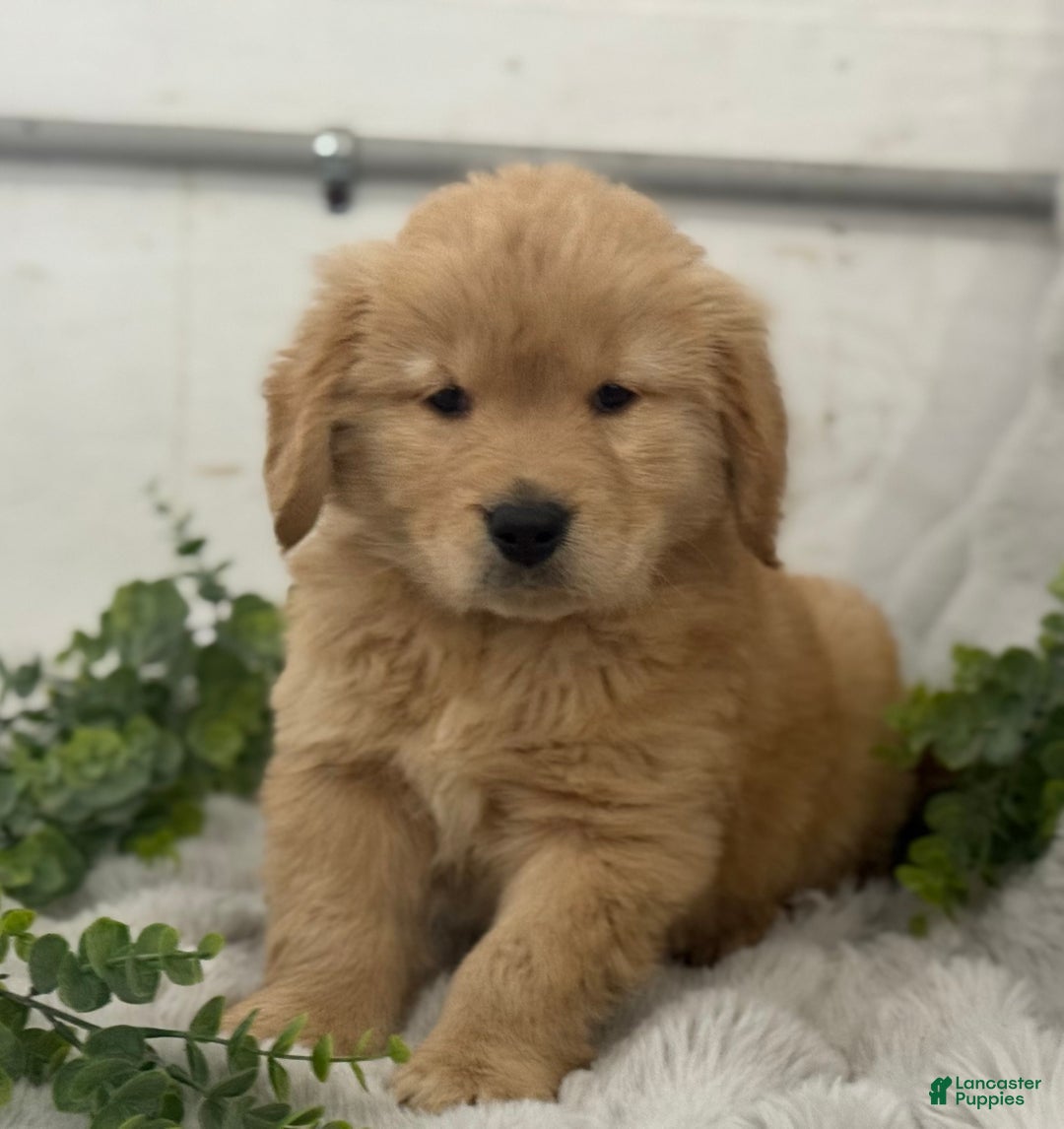 Golden Retriever dogs for sale: Snow Ball - Ad 10