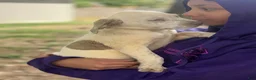 American Bully dogs for sale: Casper - Ad 9