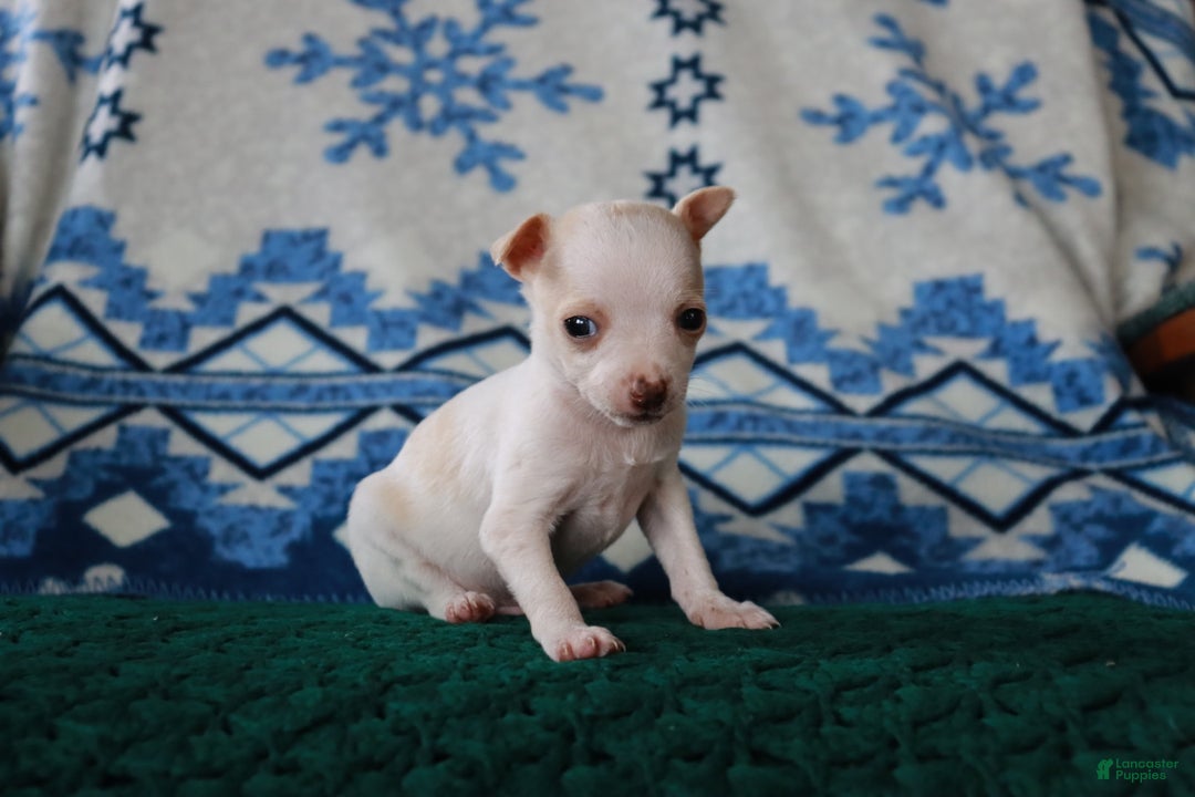 Mixed Breed dogs for sale: Don - Ad 4