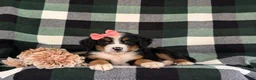 Bernese Mountain Dog dogs for sale: Felicia - Ad 6