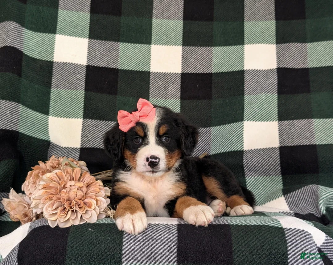 Bernese Mountain Dog dogs for sale: Felicia - Ad 6