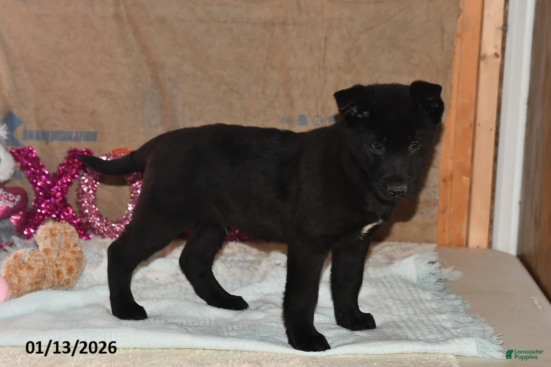 Belgian Malinois dogs for sale: Leo - Ad 2