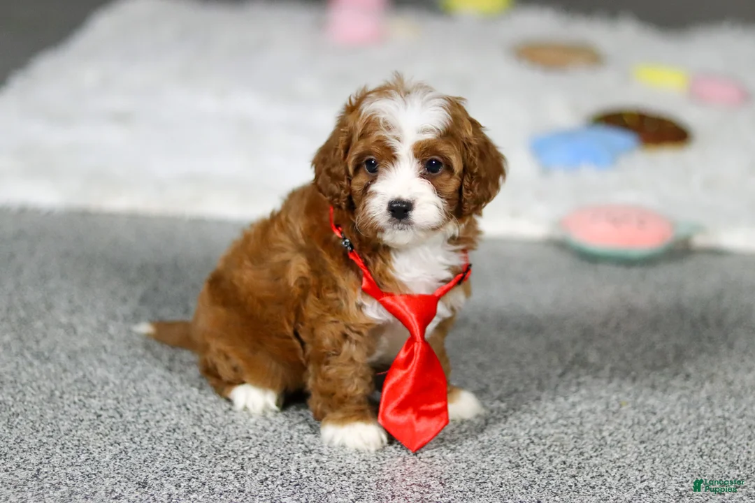 Cavapoo dogs for sale: Sammy - Ad 8