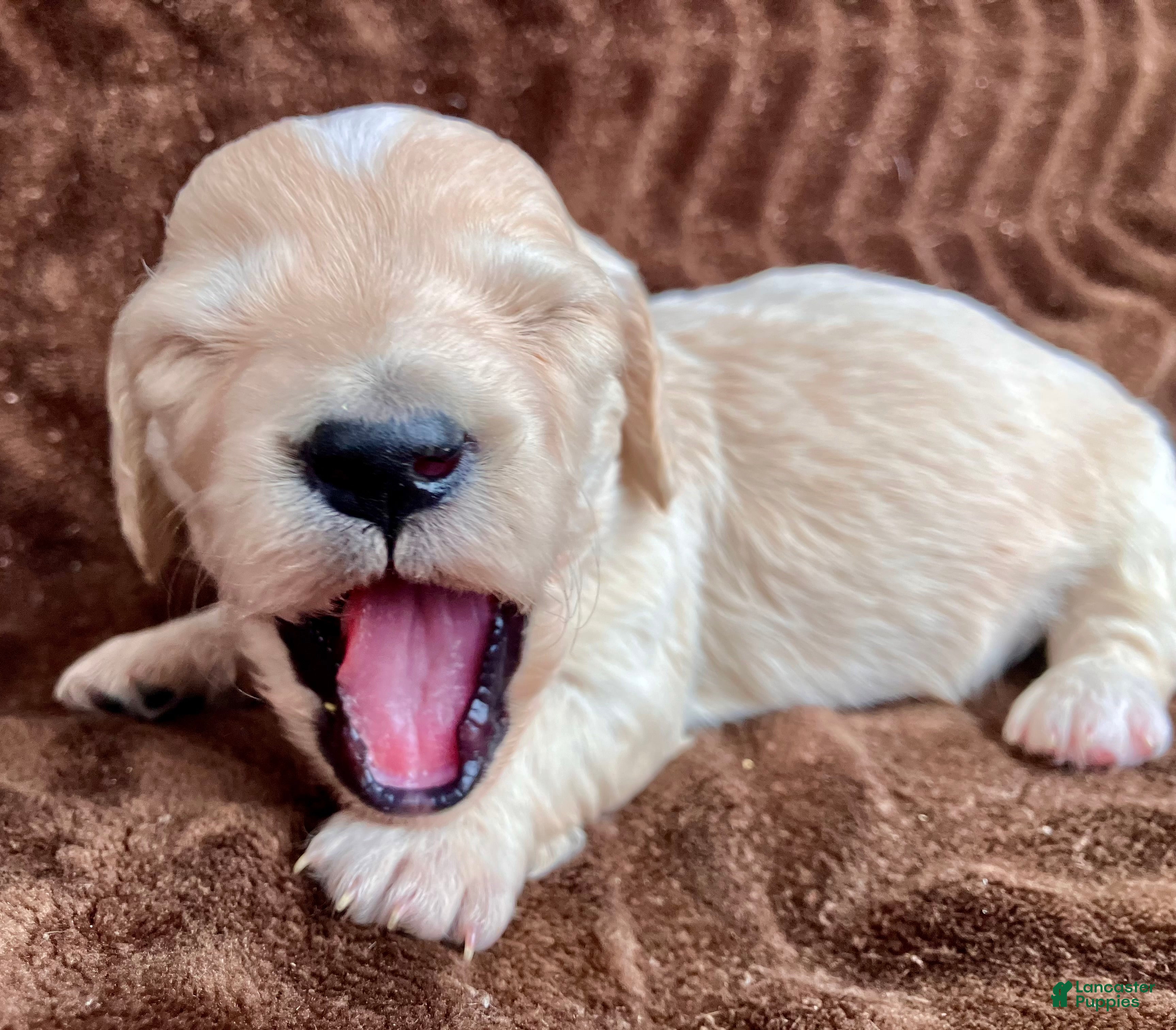 Miniature Dachshund dogs BABY KIWI OF SAINT CLOVERVILLE - Ad 21