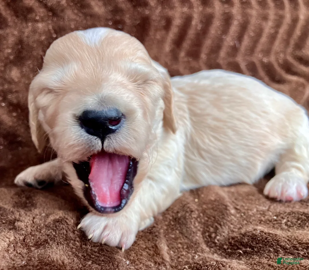 Miniature Dachshund dogs for sale: BABY KIWI OF SAINT CLOVERVILLE - Ad 1