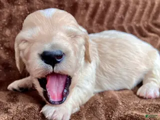 Miniature Dachshund dogs BABY KIWI OF SAINT CLOVERVILLE - Ad 17