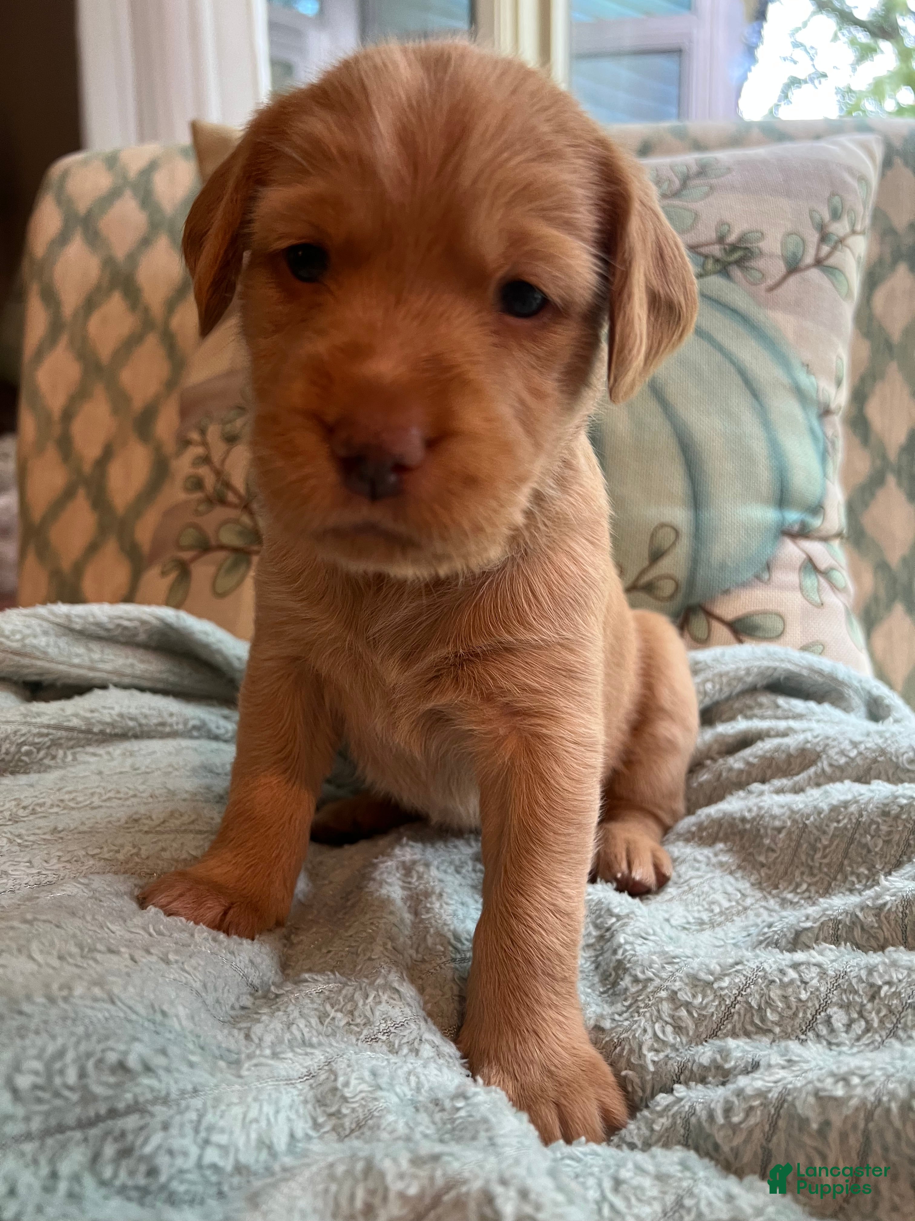 Labradoodle dogs Penny  - Ad 2