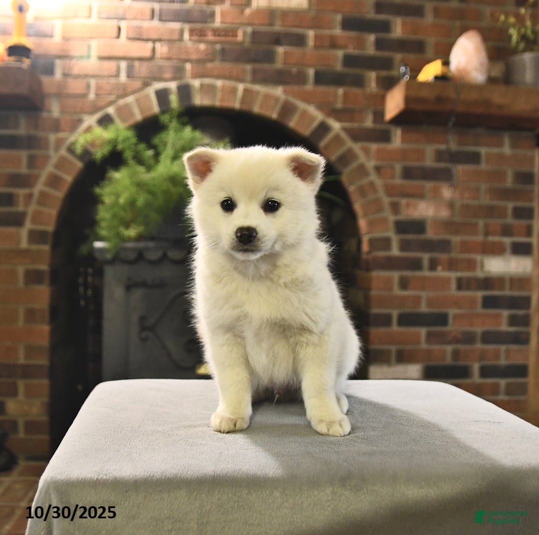 Pomsky dogs for sale: Kaden - Ad 3