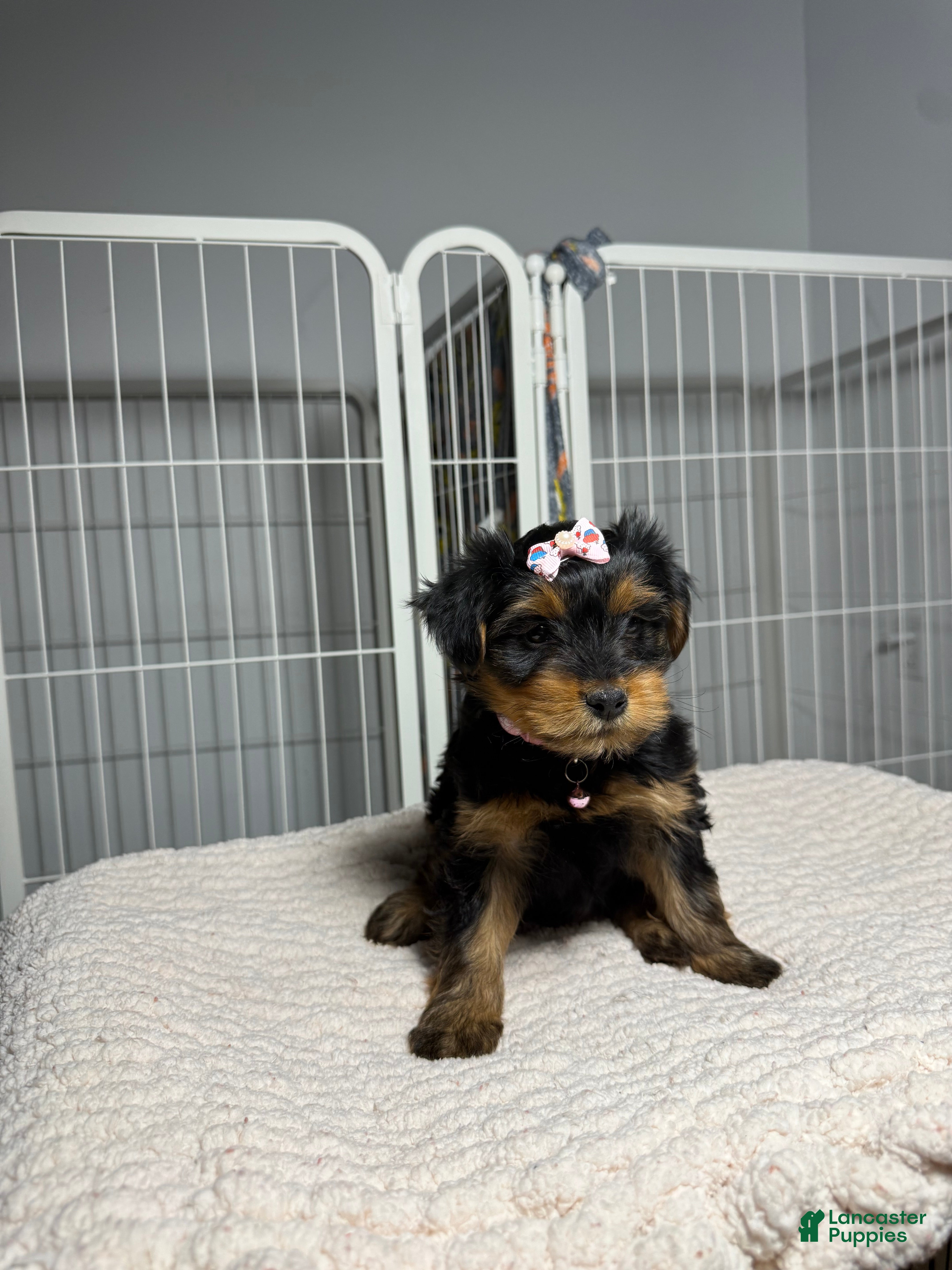 Yorkshire Terrier dogs Dolly - Ad 38