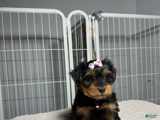 Yorkshire Terrier dogs Dolly - Ad 39