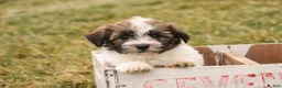 Havanese dogs for sale: Ranger - Ad 2