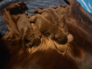 Irish Setter dogs Irish Setter Puppy 7 - Ad 26