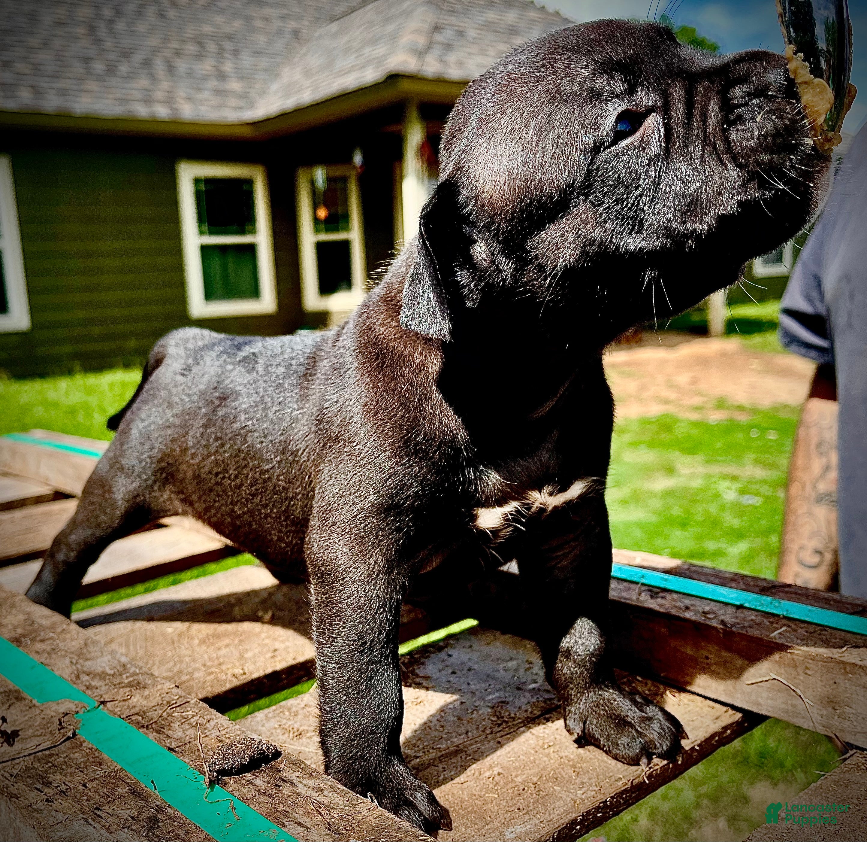 American Bully dogs American Bully Puppy 2 - Ad 1