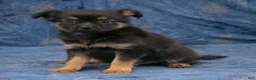 Chihuahua dogs for sale: Carter - Ad 1