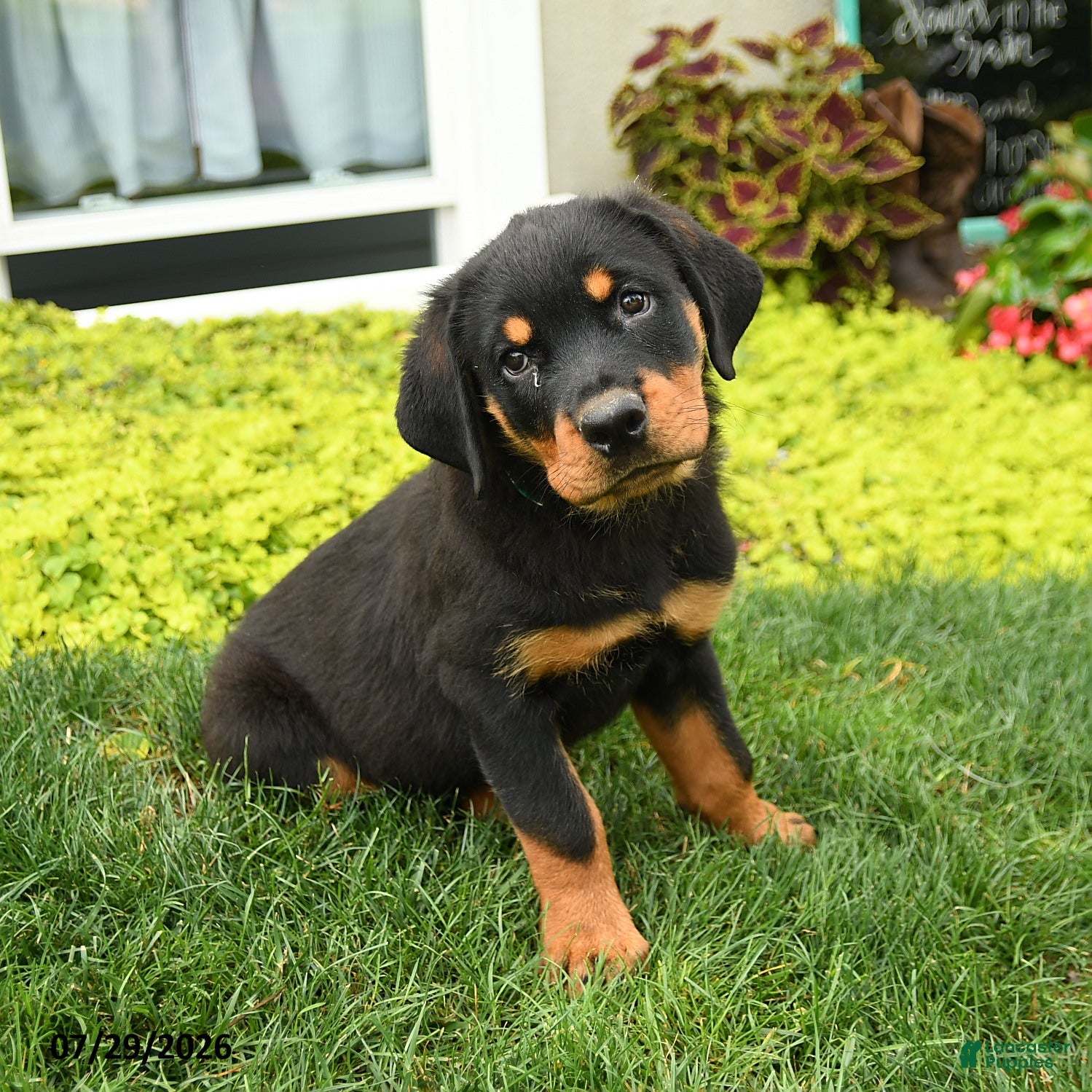 Rottweiler dogs Daisy - Ad 1