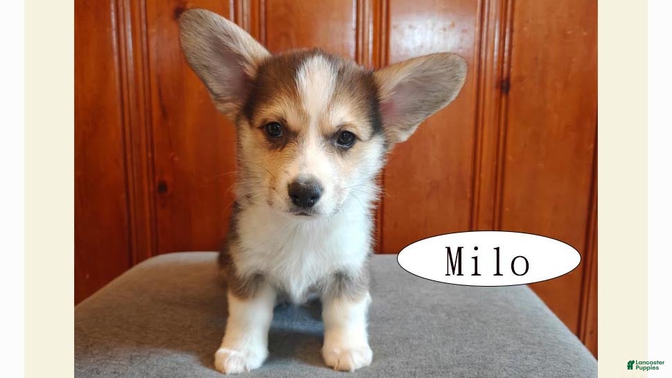 Welsh Corgi Pembroke dogs Milo - Ad 2