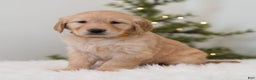 Golden Retriever dogs for sale: Faith  - Ad 2
