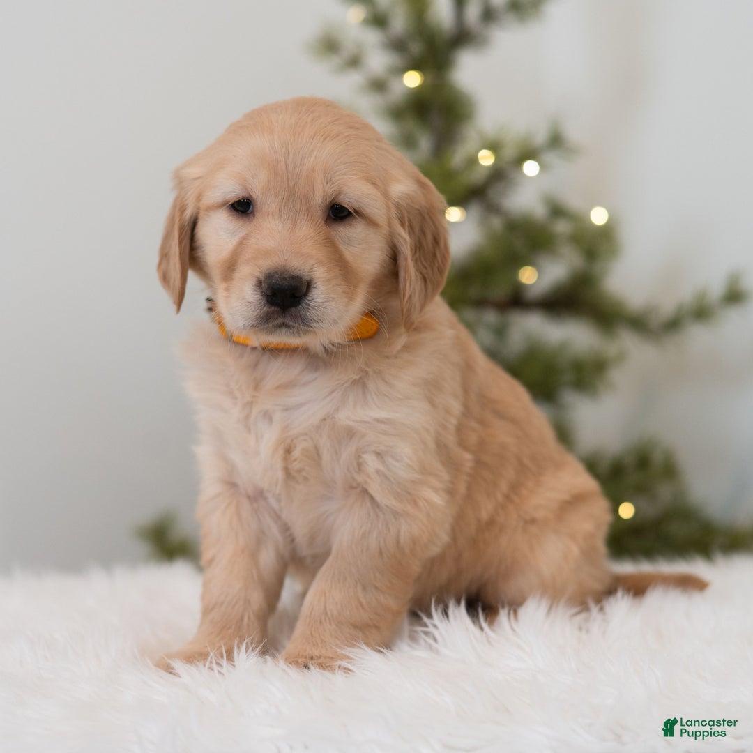 Golden Retriever dogs for sale: Faith  - Ad 2