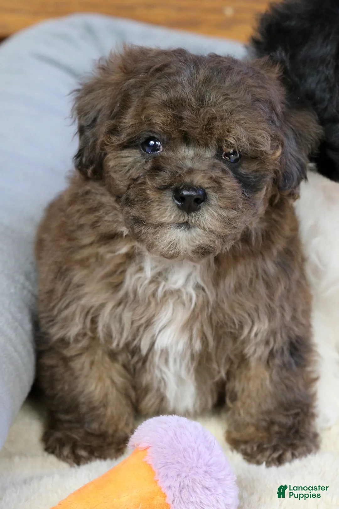 Miniature Poodle dogs for sale: Huxlee - Ad 4