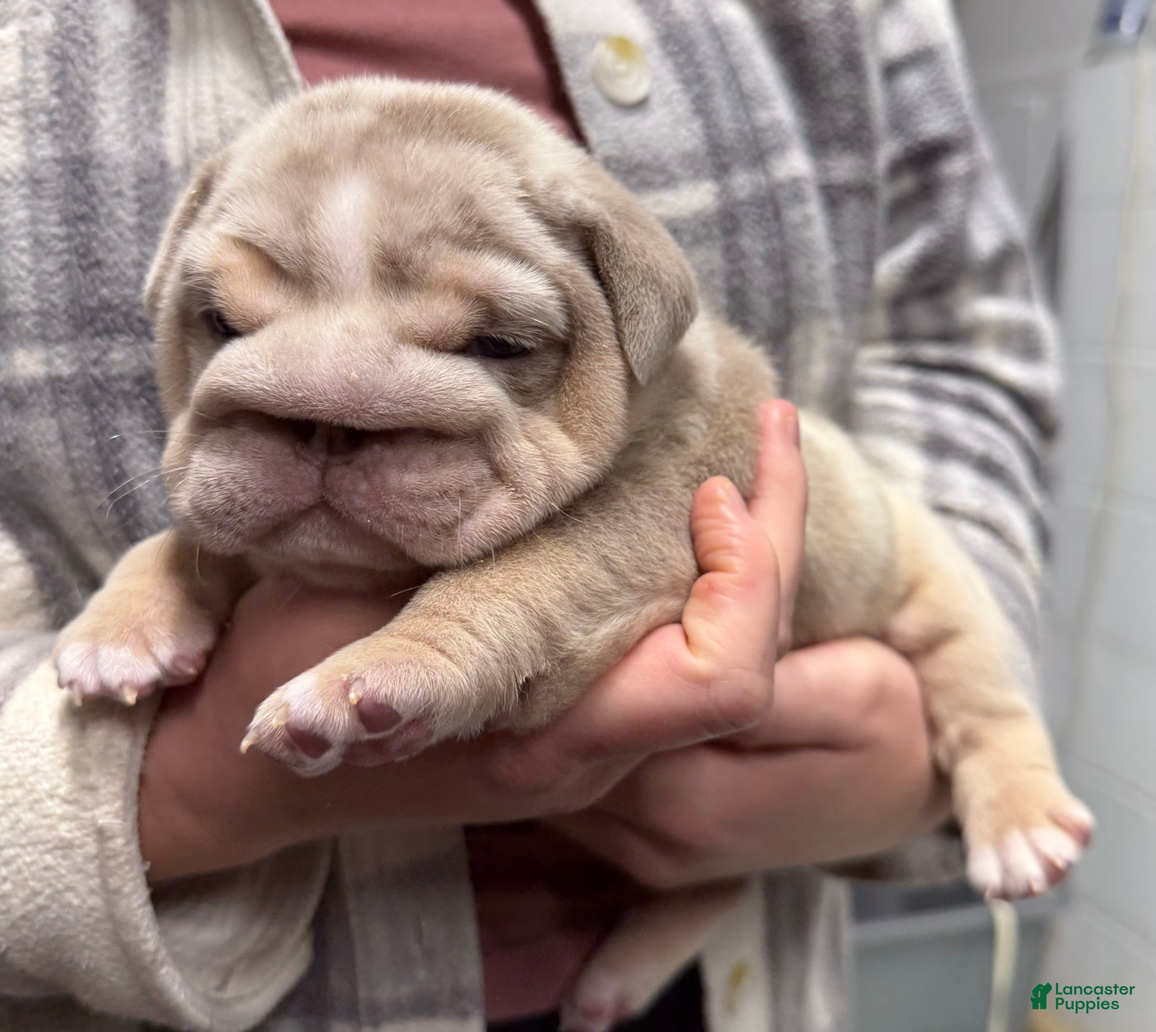 English Bulldog dogs Hippo - Ad 26