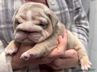 English Bulldog dogs Hippo - Ad 3