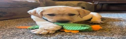 Labrador Retriever dogs for sale: Jon - Ad 2