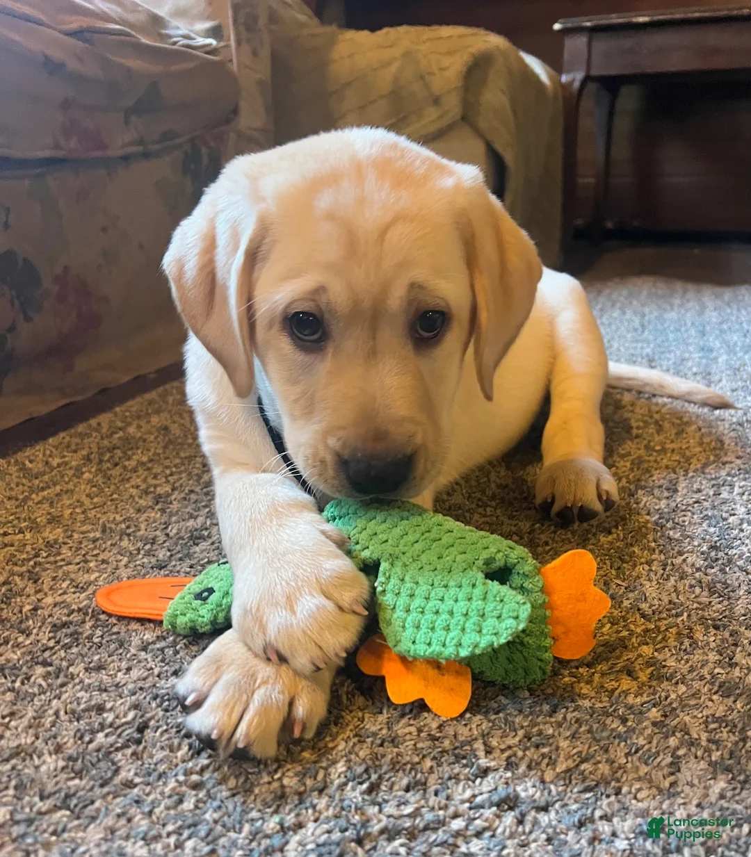 Labrador Retriever dogs for sale: Jon - Ad 2